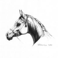 Portet - koń arabski  ołówek, 18x24 cm